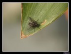 la mosca la mosca
