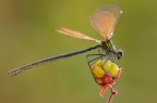 Calopteryx virgo Calopteryx virgo