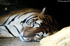 Tigre allo Zoo