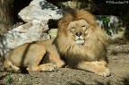 Leo il re Leo il re