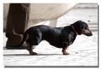 un cane da tana un cane da tana