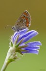Farfallina Farfallina