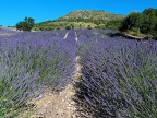 Provenza  # 8 - Lavanda