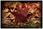 "Si sta come, d'autunno, sugli alberi, le foglie.&a "Si sta come, d'autunno, sugli alberi, le foglie.&a
