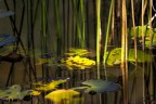 Riflessi
