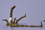 Garzetta (Egretta garzetta) Garzetta (Egretta garzetta)