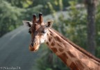 Giraffa Curiosa. Giraffa Curiosa.