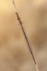 Creoleon plumbeus,maschio Creoleon plumbeus,maschio