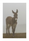 E, improvvisamente, apparisti dalla nebbia............ E, improvvisamente, apparisti dalla nebbia............