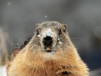 Marmotta # 8