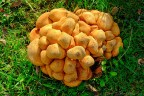 Love Mushrooms Love Mushrooms