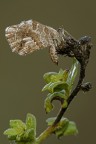 Cacyreus Marshalli   (femmina)