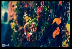 Ultimo scatto di autunno