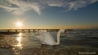 Swan BackLight Swan BackLight