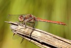Sympetrum Striolatum
