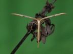Emmelina monodactyla