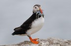 Puffin Puffin