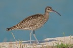 Chiurlo piccolo Numenius phaeopus Chiurlo piccolo Numenius phaeopus
