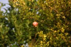 Frutti d'Autunno Frutti d'Autunno