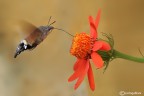 Macroglossum stellatarum (naturalmente in volo) Macroglossum stellatarum (naturalmente in volo)