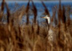 timido cenerino timido cenerino