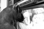 TV............da cani ! TV............da cani !