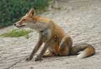 Che prurito..... Che prurito.....