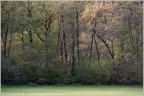 La città degli alberi... La città degli alberi...