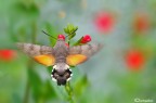 Macroglossum stellatarum - lato B