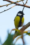 cinciallegra cinciallegra