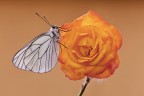 Aporia Aporia