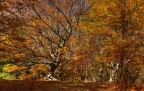 Autumn Autumn