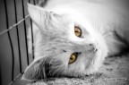 occhi di gatto occhi di gatto
