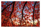 autunno autunno