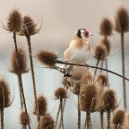 cardellino cardellino