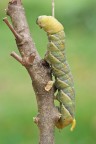 Acherontia atropos - sfinge testa di morto