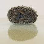 riccio riccio