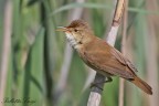 Cannaiola(Acrocephalus scirpaceus) Cannaiola(Acrocephalus scirpaceus)