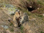 Marmotta # 10 Marmotta # 10