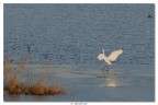 Airone bianco maggiore, sul ghiaccio Airone bianco maggiore, sul ghiaccio