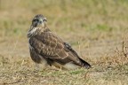 Poiana Buteo buteo Poiana Buteo buteo