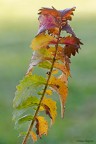I colori dell'autunno