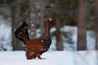 Gallo cedrone Gallo cedrone