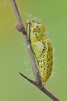 Crisalide d'Aporia Crisalide d'Aporia