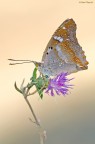 Apatura ilia Apatura ilia