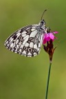 Melanargia Melanargia