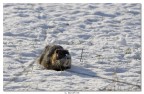 Nutria delle nevi Nutria delle nevi