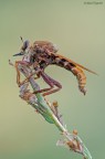 Asilide Asilide