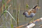 Schiribilla(Porzana parva) Schiribilla(Porzana parva)
