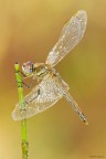 Sympetrum fonscolombii Sympetrum fonscolombii
